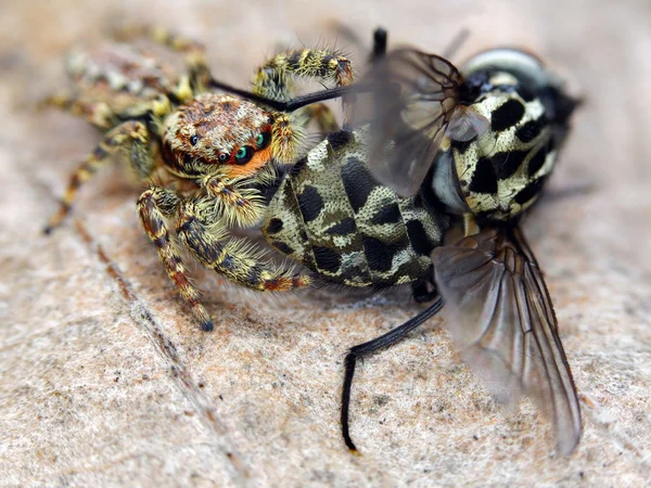 Marpissa muscosa jumping spider eating a fly — Stock Photo, Image