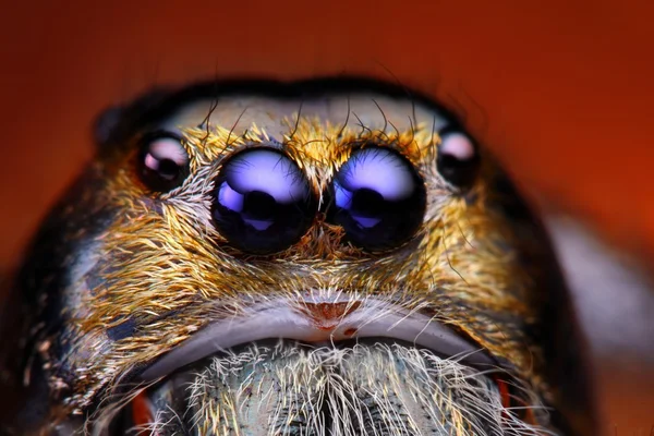 På nära håll beskåda av Hyllus Diardy Hoppande spindel (största Hoppande spindel i världen) — Stockfoto