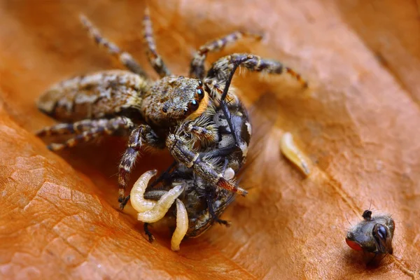 Marpissa muscosa springende Spinne frisst Fliege, während Maden aus dem Inneren des Fliegenhals kommen — Stockfoto
