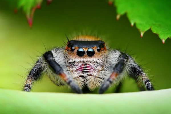 Spin (phidippus regius) in zijn natuurlijke omgeving springen. — Stockfoto