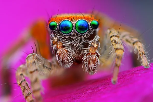 Saitis barbipes saltando aranha da Espanha — Fotografia de Stock