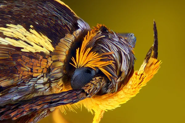 Extrémní ostré a detailní pohled barevný motýl hlavy s cílem mikroskop skládaný z mnoha snímků do jednoho velmi ostré fotografie — Stock fotografie
