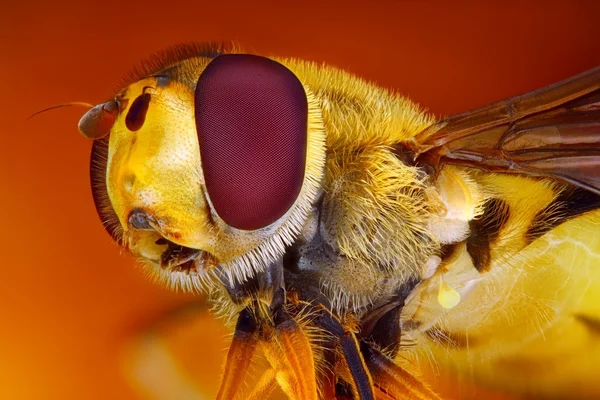 Extreme sharp and detailed view of Hoverfly taken with microscope objective stacked from many shots into one very sharp photo — Stok fotoğraf