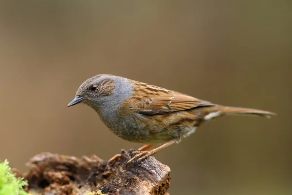 Dunnock 鸟在树枝上 — 图库照片