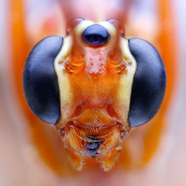Close-up de (Ophion luteus) vespa — Fotografia de Stock