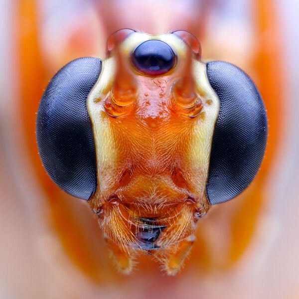 Закрыть (Oppelluteus) осы
