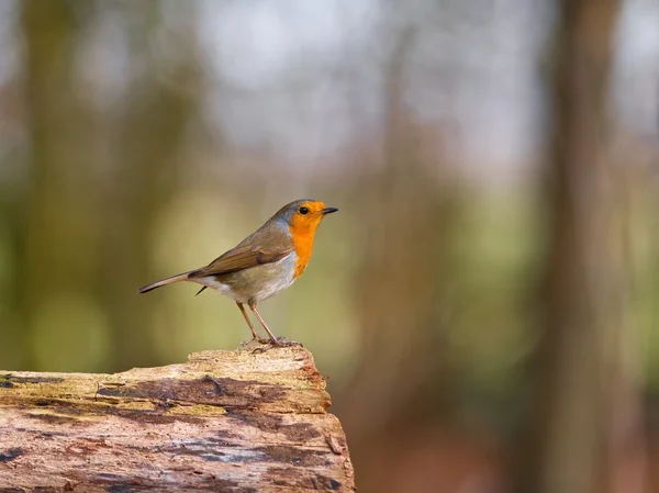 Portrait of European robin bird on branch. — Stock Photo, Image