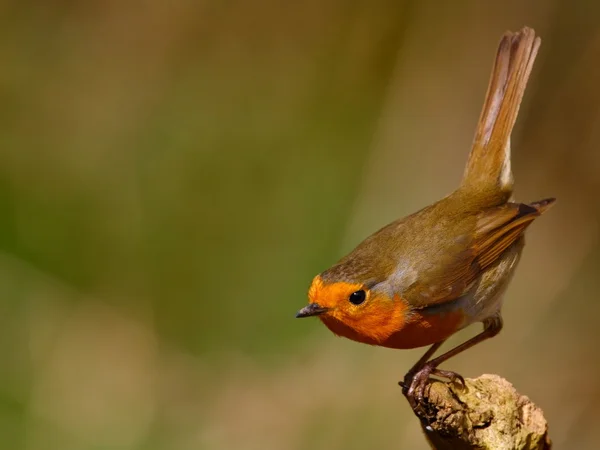 Portrait of European robin bird on branch. — Stock Photo, Image