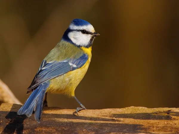 Teta azul pájaro en rama — Foto de Stock