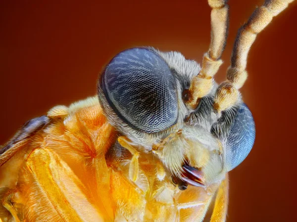 Visão extremamente nítida e detalhada da mosca-serra (Athalia rosae) tomada com objetivo de microscópio empilhado de muitos tiros em uma imagem muito nítida . — Fotografia de Stock