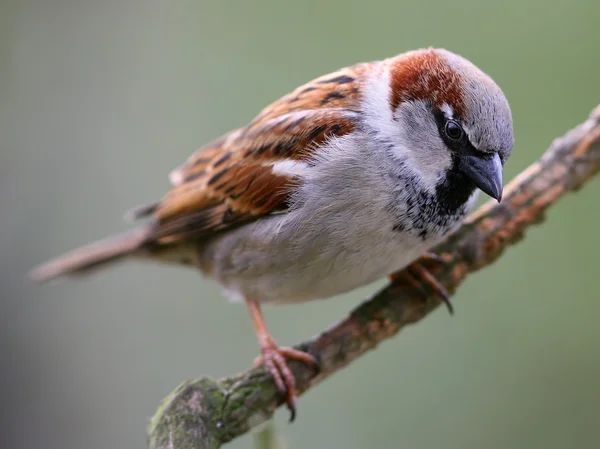 Mus vogel op de tak — Stockfoto