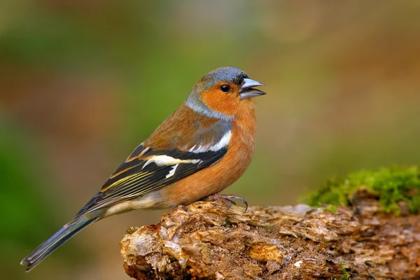 一般的なシャッフインチ(Fringilla coelebs)) — ストック写真