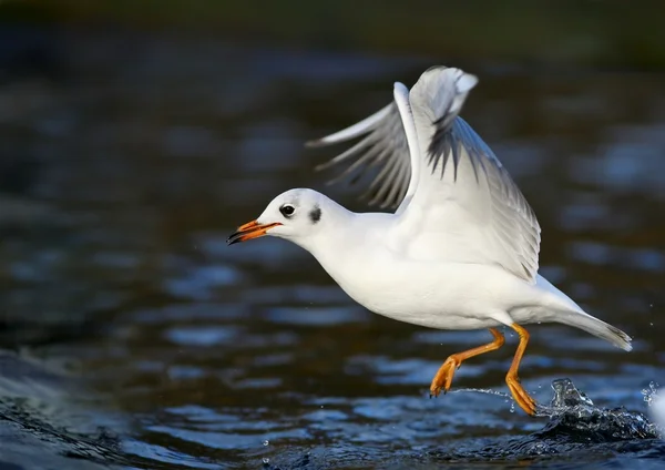 Mås på älven — Stockfoto