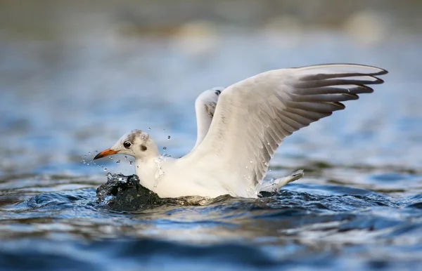 Gabbiano sul fiume — Foto Stock