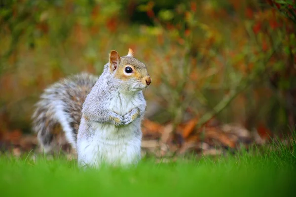 Una ardilla gris en el suelo con un fondo borroso . — Foto de Stock