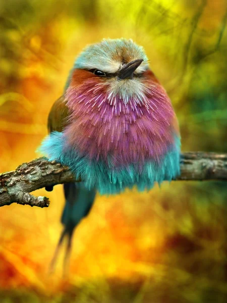 Lilac Breasted Roller bird with funky background — Stock Photo, Image