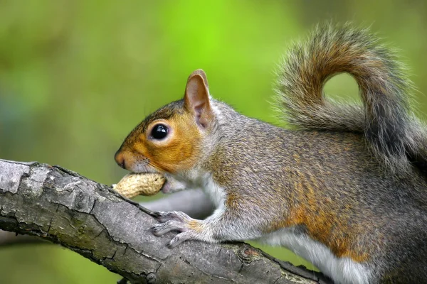 Ardilla gris en rama comiendo una nuez — Foto de Stock