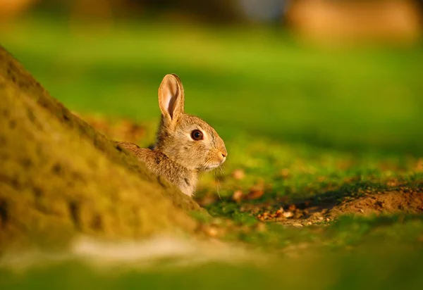 Europeiska kanin (Oryctolagus cuniculus) bakom trädet — Stockfoto