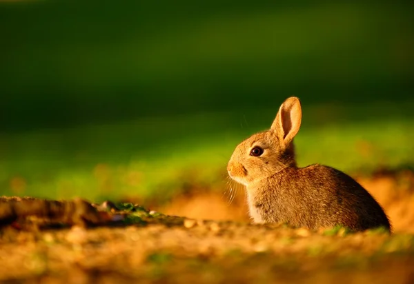 European Rabbit (Oryctolagus cuniculus) in sunset — Stock Photo, Image