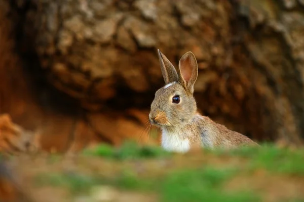 Europeiska kaniner (Oryctolagus cuniculus)) — Stockfoto