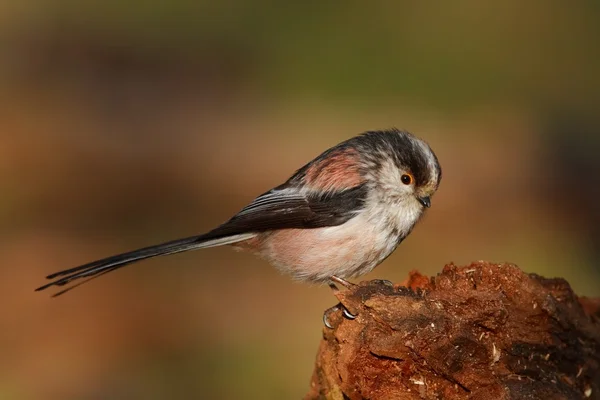 Długo tailed tit — Zdjęcie stockowe