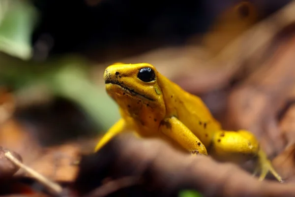 Närbild av giftig gul groda i dess naturliga miljö — Stockfoto