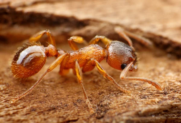 Närbild av myrmica myran — Stockfoto