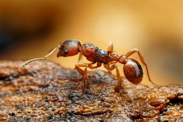 Closeup of myrmica ant — Stock Photo, Image