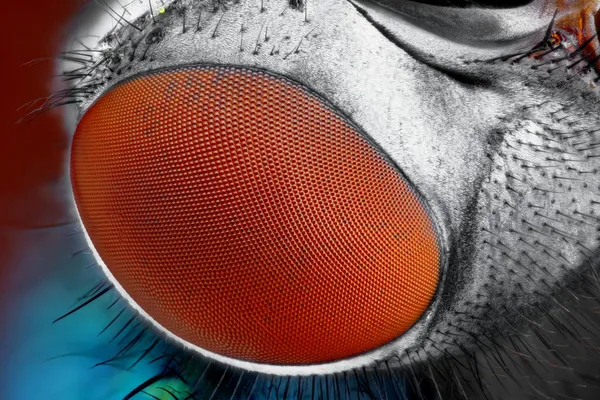 Extreme sharp and detailed fly compound eye surface at extreme magnification taken with Mitutoyo microscope objective — Stock Photo, Image