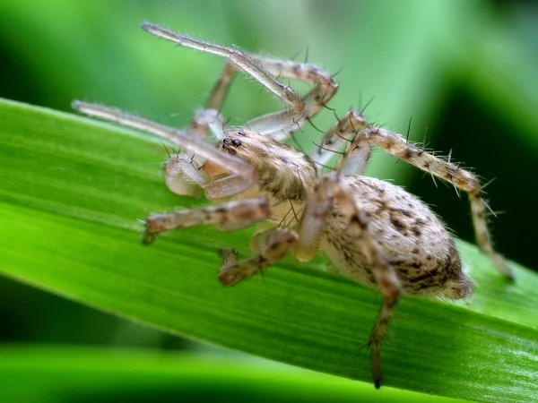 Closeup of spider in its natural environment — Stock Photo, Image