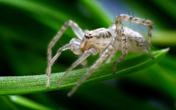 Zbliżenie pająk w jej naturalnym środowisku — Zdjęcie stockowe