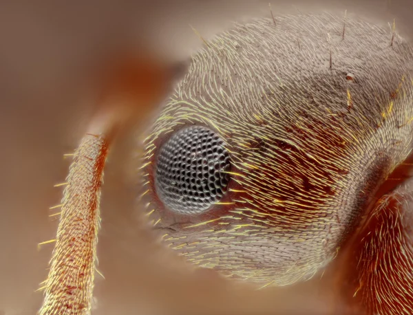 Estudo extremamente nítido e detalhado da cabeça de formica tirada com objetivo de microscópio 25x empilhada de muitos tiros em uma foto muito nítida — Fotografia de Stock