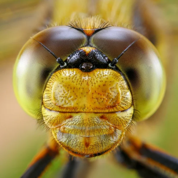 Portrait of Dragonfly — Stock Photo, Image