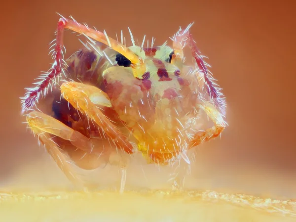 Extreme sharp and detailed macro portrait of 1mm Collembola taken with 25x microscope objective stacked from many shots into one very sharp photo — Stock Photo, Image