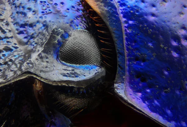 Extreme sharp and detailed macro portrait of Anoplotrupes stercorosus eye taken with microscope objective stacked from many shots into one very sharp photo — Stock Photo, Image