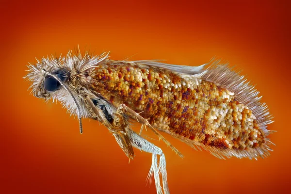 Extreme sharp and detailed macro portrait of small colorful moth taken with microscope objective stacked from many shots into one very sharp photo — Stock Photo, Image