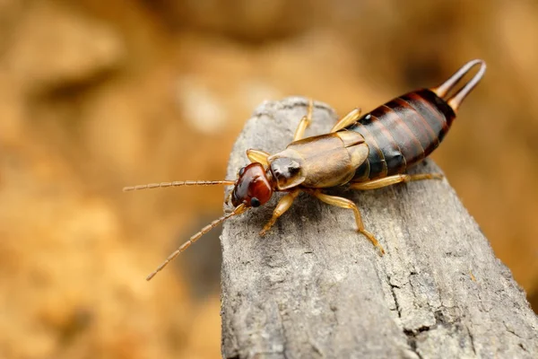 Closeup of tawny earwig in its natural environment — Stock Photo, Image