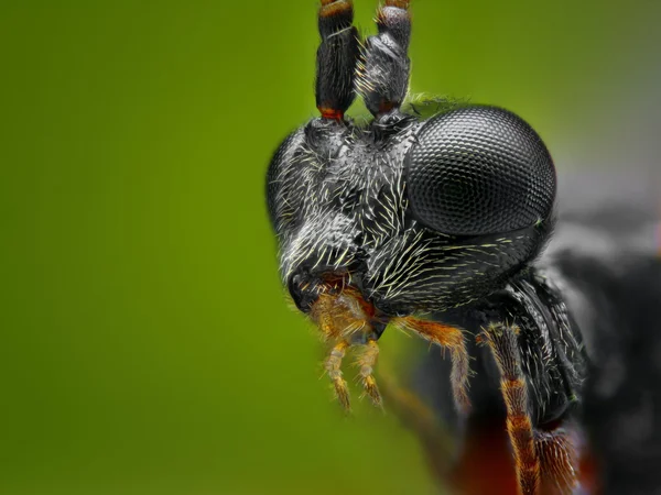 Extrem scharfes und detailliertes Makroporträt eines kleinen Wespenkopfes, aufgenommen mit Mikroskopobjektiv aus vielen Aufnahmen zu einem sehr scharfen Foto gestapelt — Stockfoto