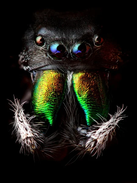 Phidippus audax jumping spider head closeup — Stock Photo, Image