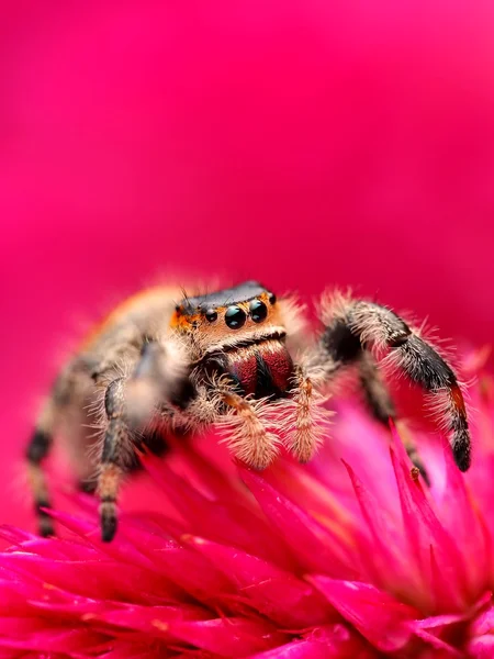 Phidippus regius skoki pająk na różowy kwiat — Zdjęcie stockowe