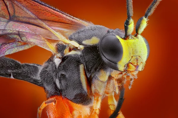 Extrem scharfes und detailliertes Makroporträt einer kleinen Wespe, aufgenommen mit Mikroskopobjektiv aus vielen Aufnahmen zu einem sehr scharfen Foto gestapelt — Stockfoto