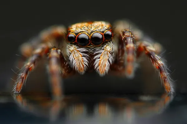 Jumping spider closeup — Stock Photo, Image