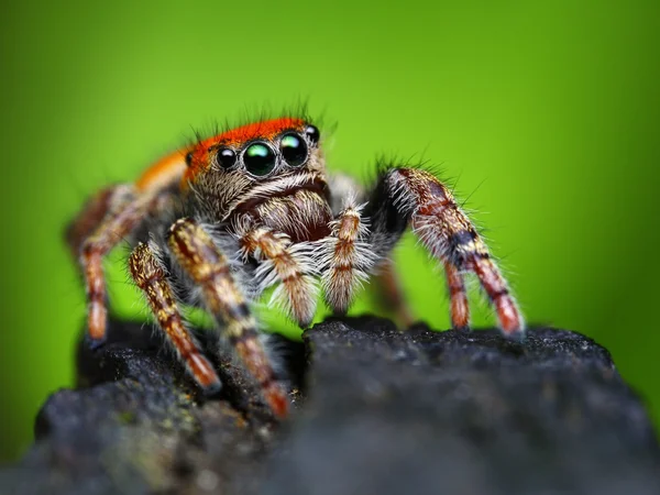 Phidippus whitmani jumping spider closeup — Stock Photo, Image