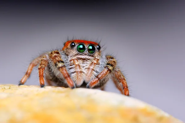 Phidippus whitmani saltando aranha closeup — Fotografia de Stock