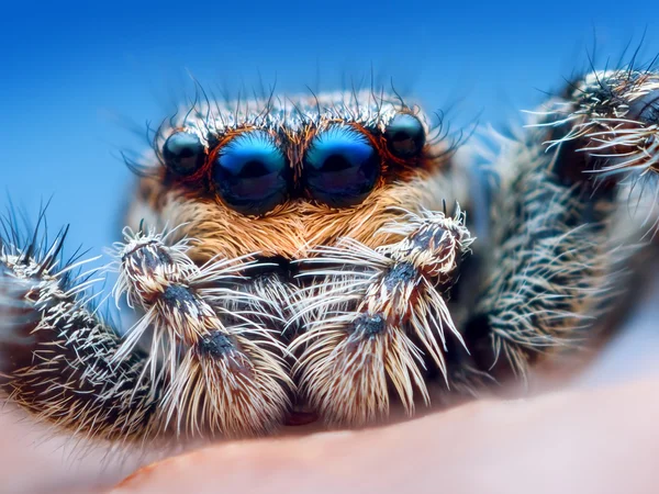Closeup of Marpissa muscosa jumping spider head — Stock Photo, Image