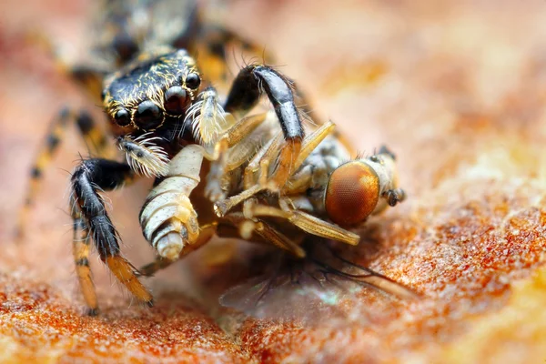 Closeup of small jumping spider eating fly — Stock Photo, Image