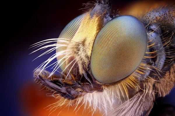 Visão extremamente nítida e detalhada da cabeça de mosca Robber tirada com objetivo de microscópio empilhado de muitos tiros em uma foto muito nítida — Fotografia de Stock