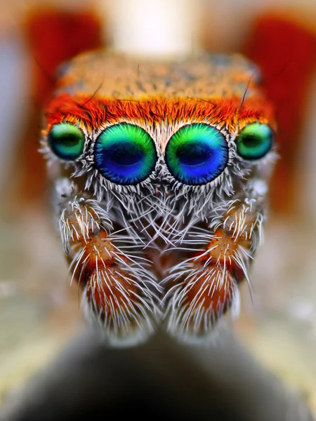 Mediterranean jumping spider close up — Stock Photo, Image