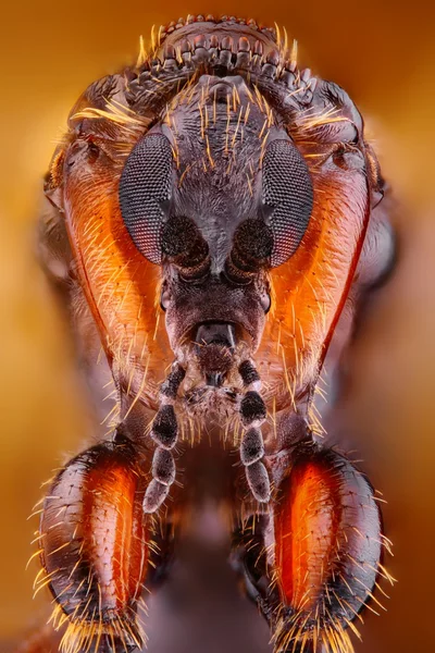 Extrem scharfes und detailliertes Foto einer 3milimeter kleinen Fliege, aufgenommen mit Mikroskopobjektiv, das aus vielen Aufnahmen zu einem sehr scharfen Foto gestapelt wurde. — Stockfoto