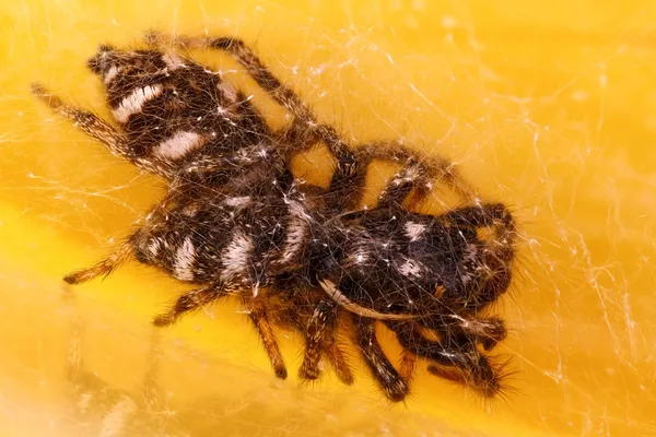 Springende Spinnen (salticus scenicus) paaren sich — Stockfoto